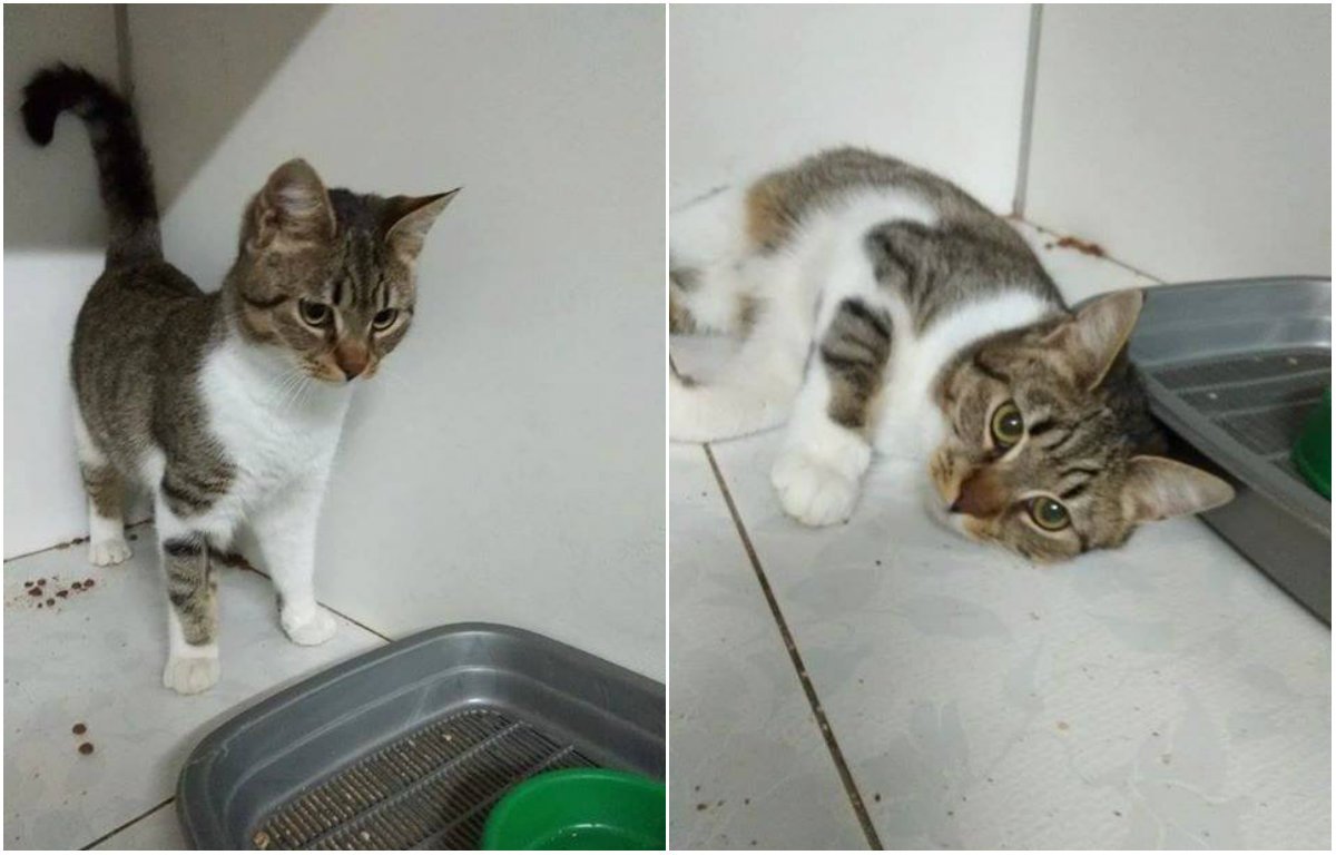 Пушистый комочек готов замурчать вас до смерти Пушистый комочек готов замурчать вас до смерти