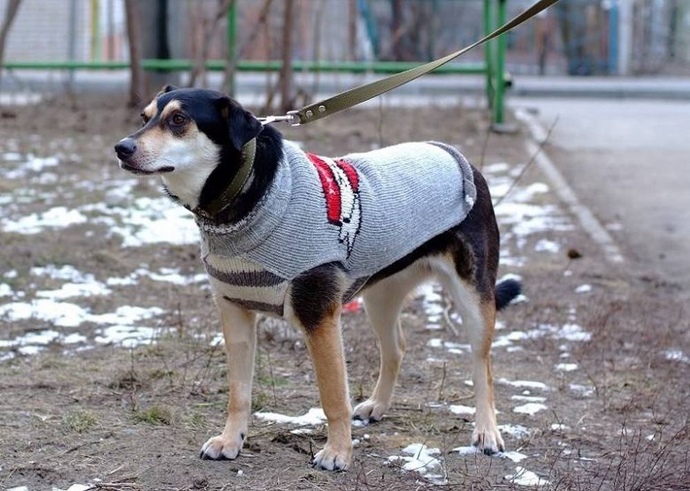 Подарите тепло и любовь: какие животные ищут дом в Днепре 6