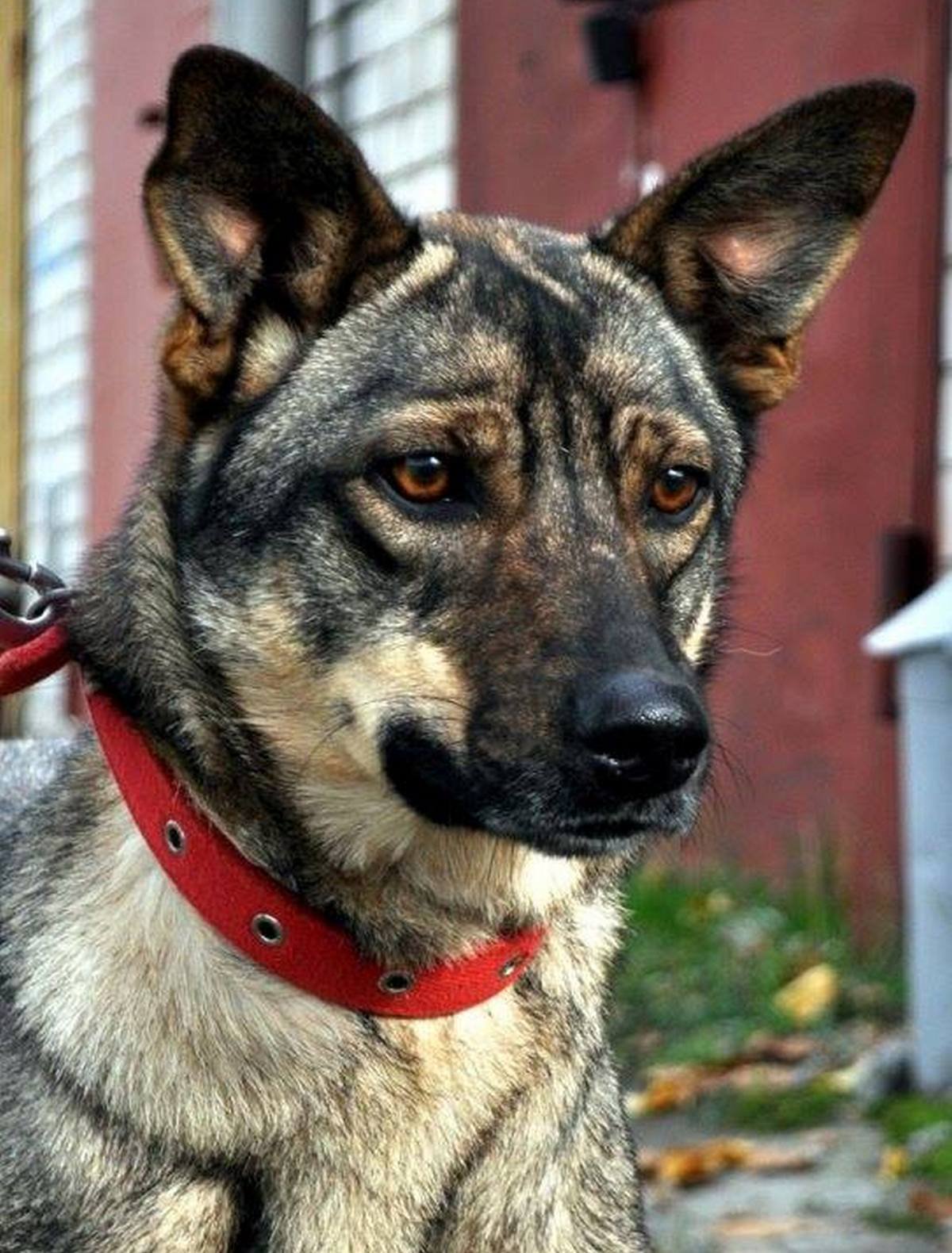 Ты только думаешь о том, чтобы забрать ее домой, а она уже грызет твой тапочек Ты только думаешь о том, чтобы забрать ее домой, а она уже грызет твой тапочек