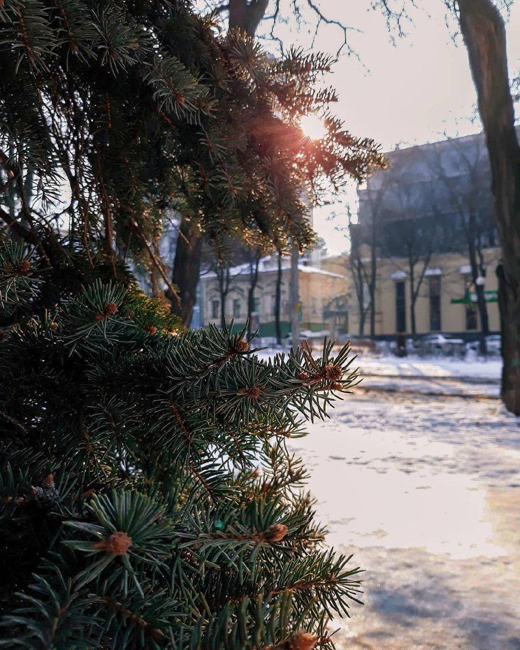 Отголоски новогоднего настроения. Фото: dia.films