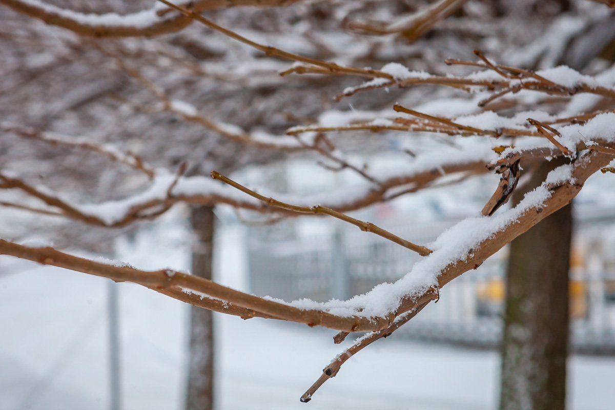 Веточкам тяжело