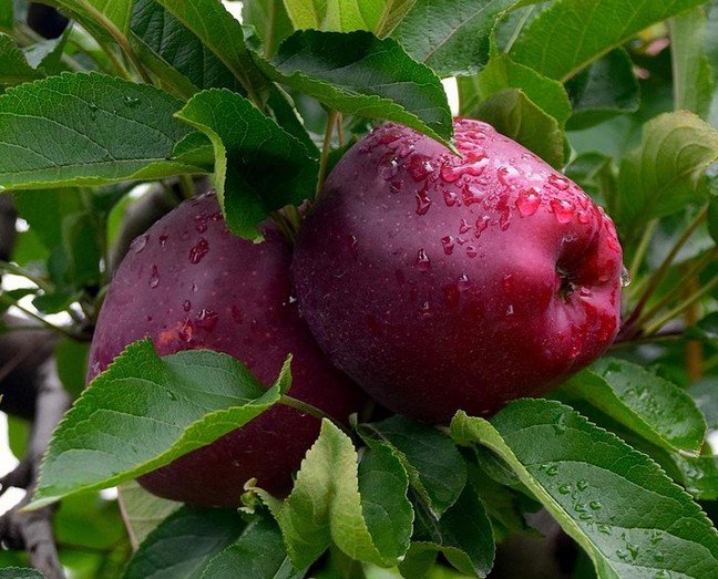 Яблоки: самая популярная плодовая культура 2