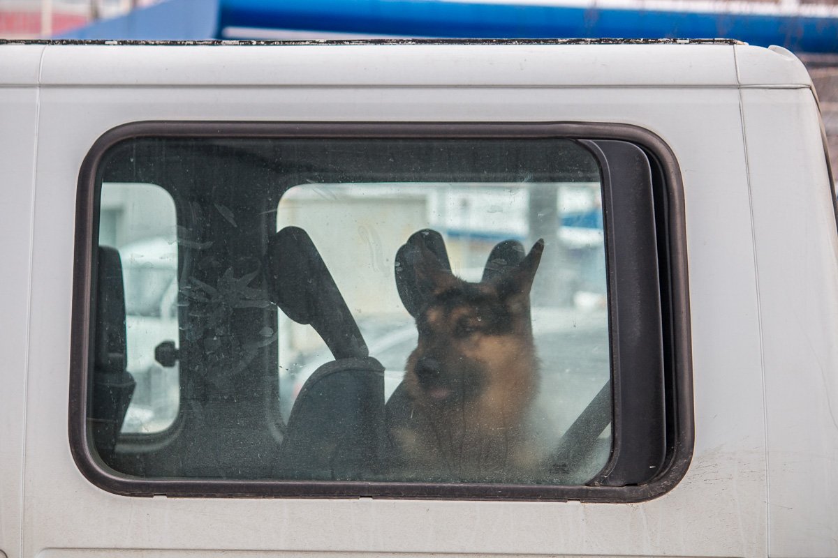 Щенячий патруль