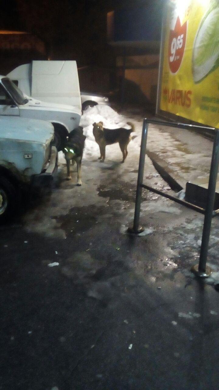 Животные, которые живут в стаях, могут проявлять агрессию Животные, которые живут в стаях, могут проявлять агрессию
