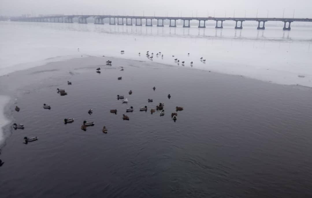 Утятки ждут весны Фото: kristina.maior Утятки ждут весны Фото: kristina.maior