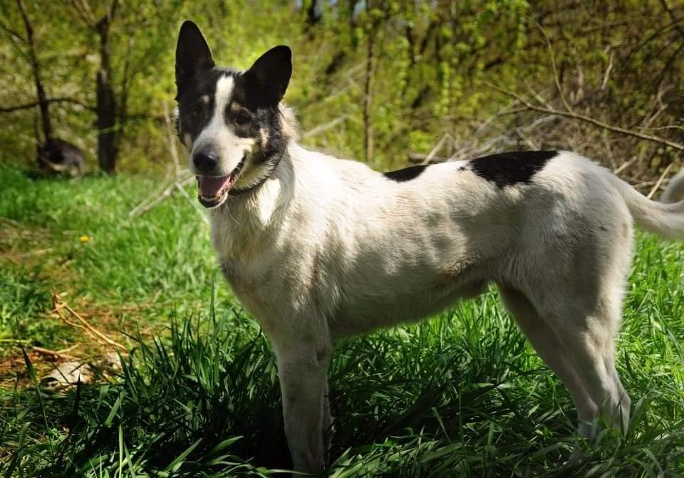 Счастливый пес Дик Счастливый пес Дик