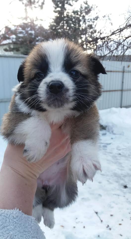 Щенули ждут своего друга Щенули ждут своего друга