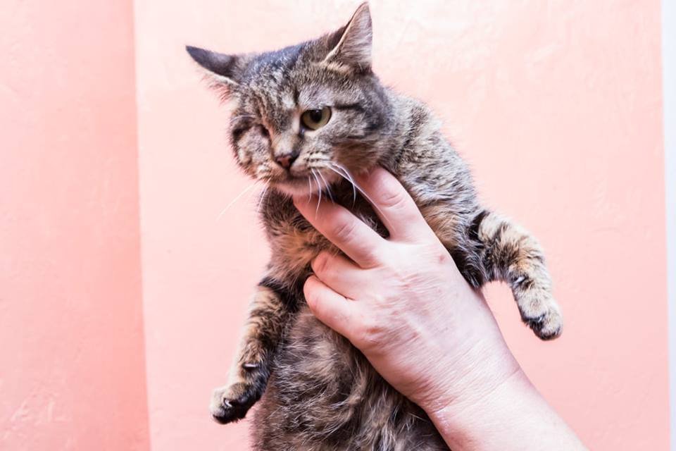 Смелая Мурочка Смелая Мурочка