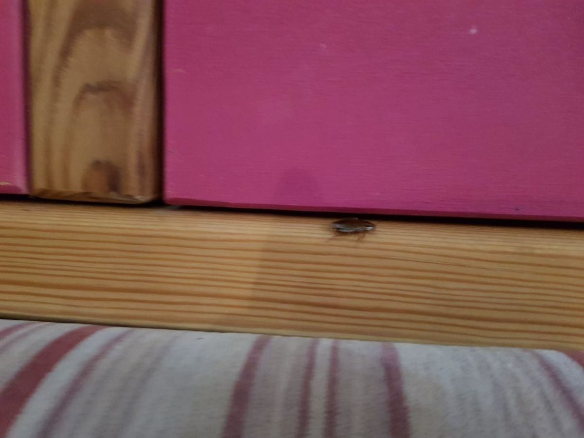 Один таракан ползал по диванам Один таракан ползал по диванам