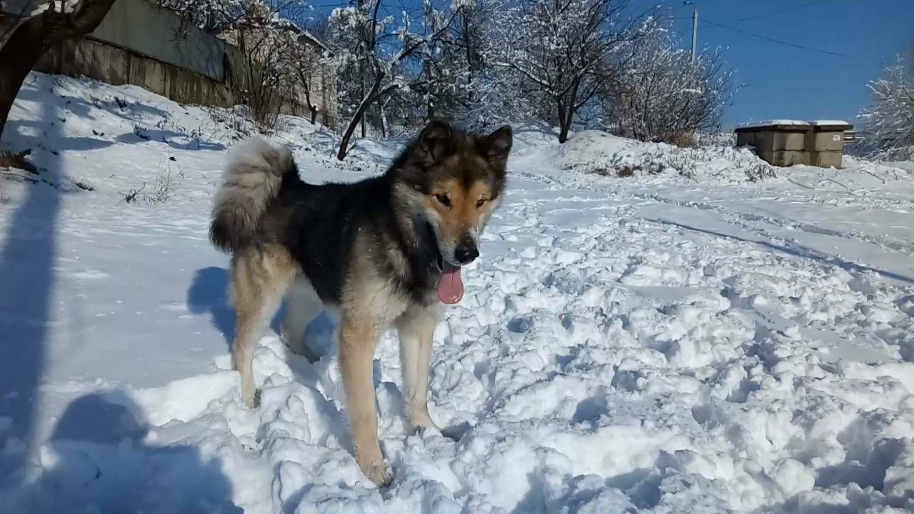 В Днепре пропало много животных: помогите найти