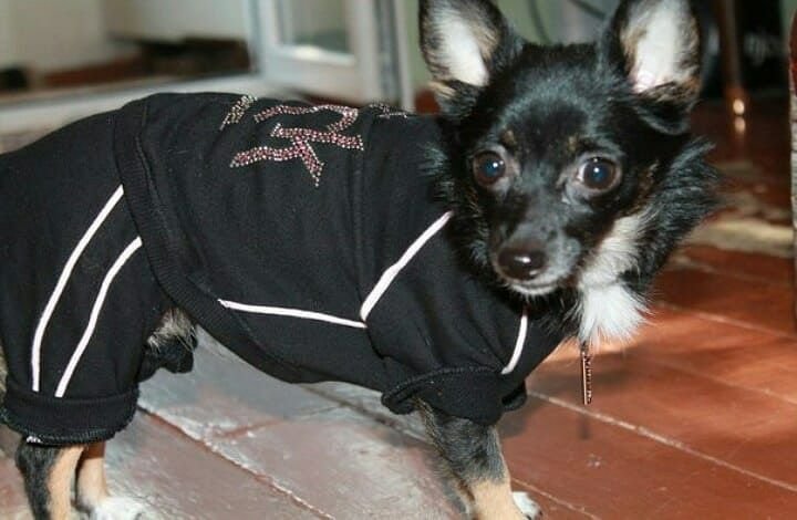 В Днепре пропало много животных: помогите найти 2