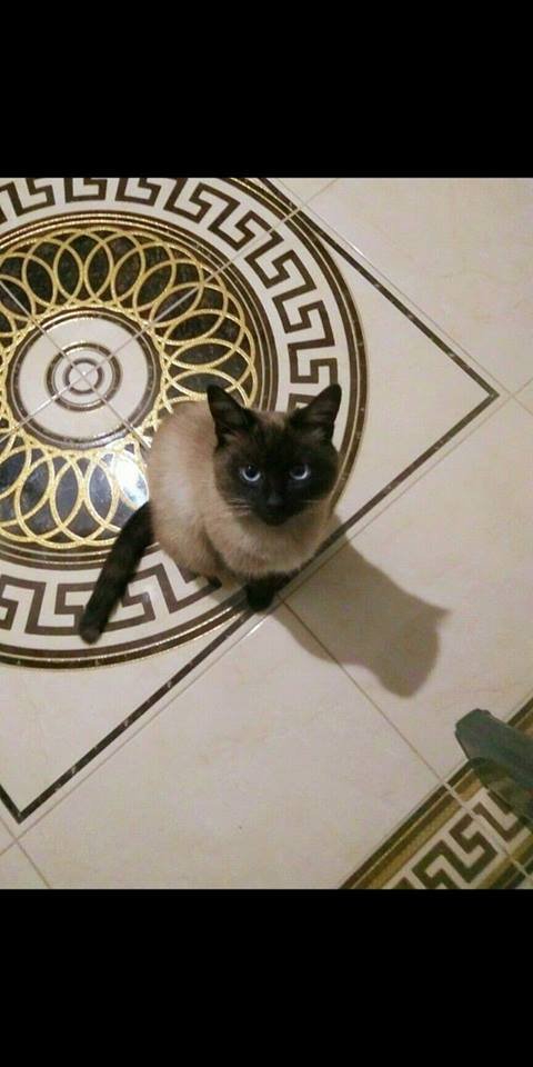 Котик хочет домой