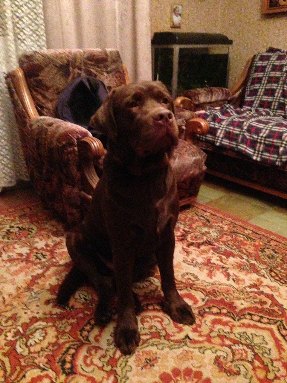 Ждет своего хозяина