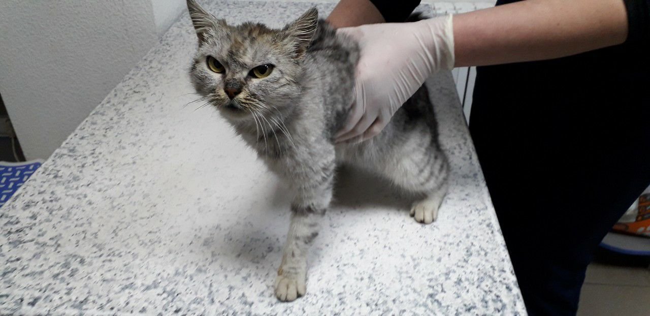 Бедняжка потерялась