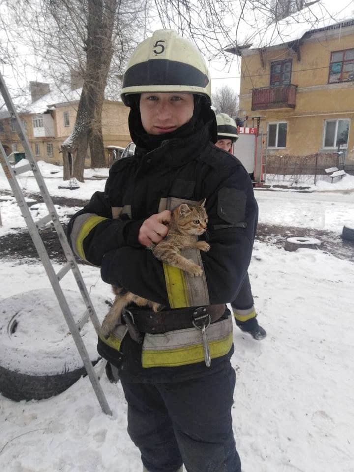 В Днепре спасатели сняли с дерева кота, который просидел там двое суток В Днепре спасатели сняли с дерева кота, который просидел там двое суток