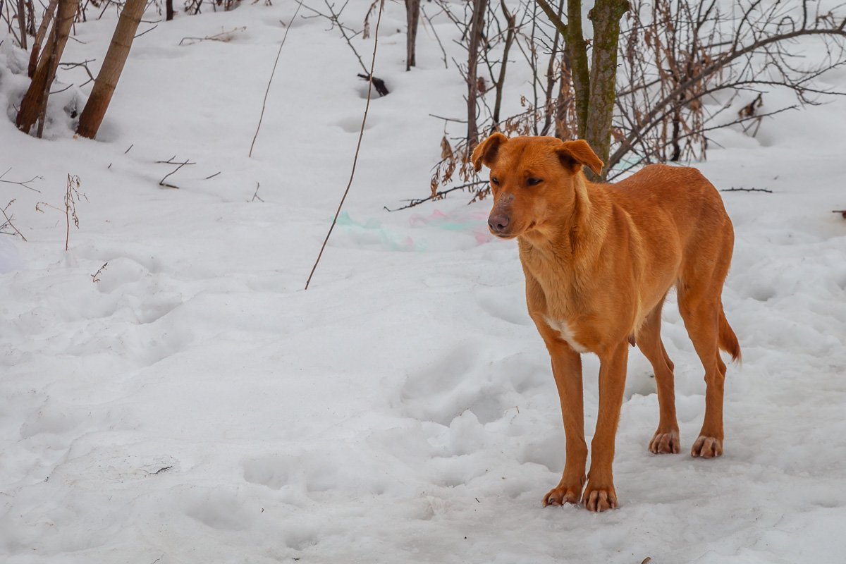Скучает без друзей Скучает без друзей