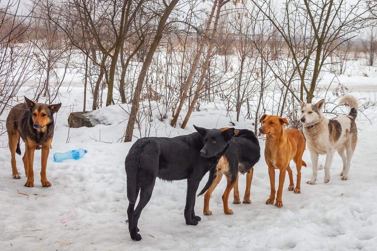 Их хотят отравить Их хотят отравить