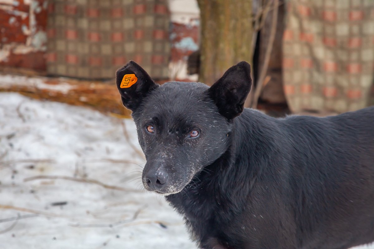 Никого не кусал Никого не кусал