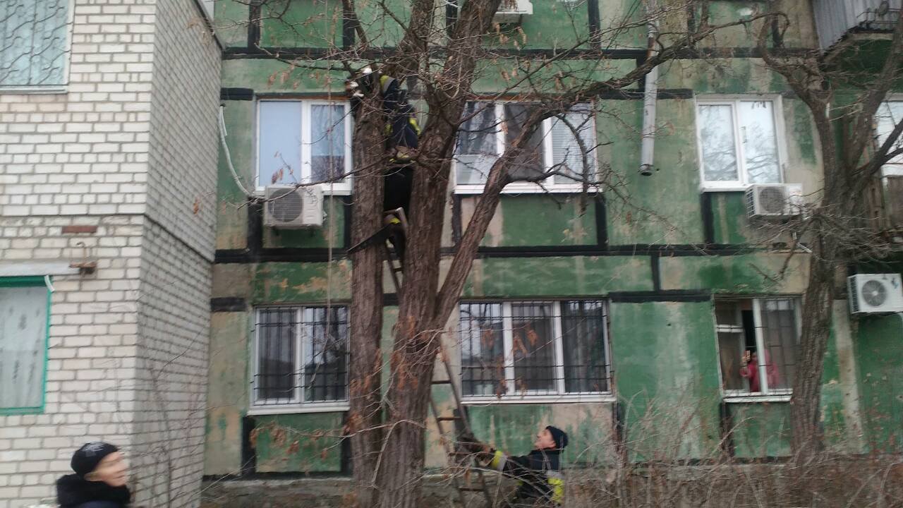 Люди заметили, что на одном из деревьев сидит кот, который не может самостоятельно слезть Люди заметили, что на одном из деревьев сидит кот, который не может самостоятельно слезть