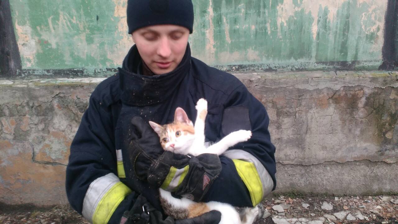 Сейчас жизнь пушистика в безопасности Сейчас жизнь пушистика в безопасности