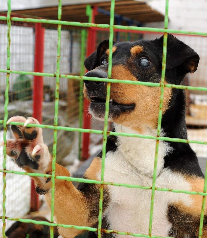 Верный друг