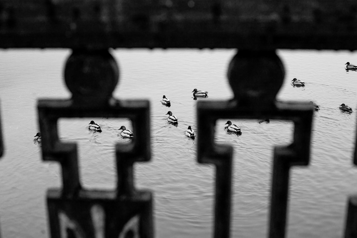 Включайте СПЛИН