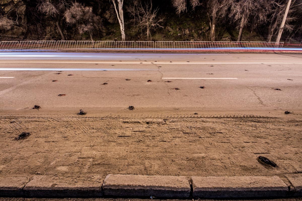 В Днепре очевидцы обнаружили стаю мертвых птиц В Днепре очевидцы обнаружили стаю мертвых птиц