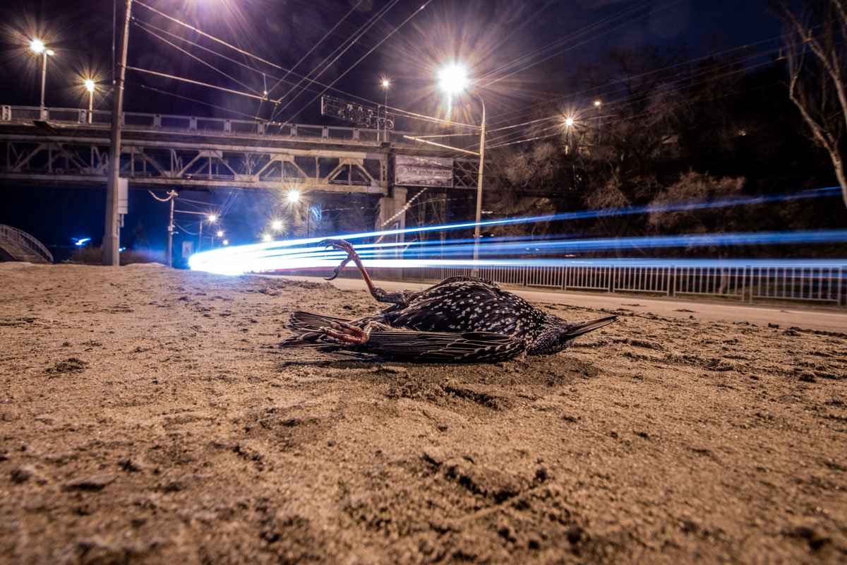 Птицы упали на обочину и на проезжую часть Птицы упали на обочину и на проезжую часть