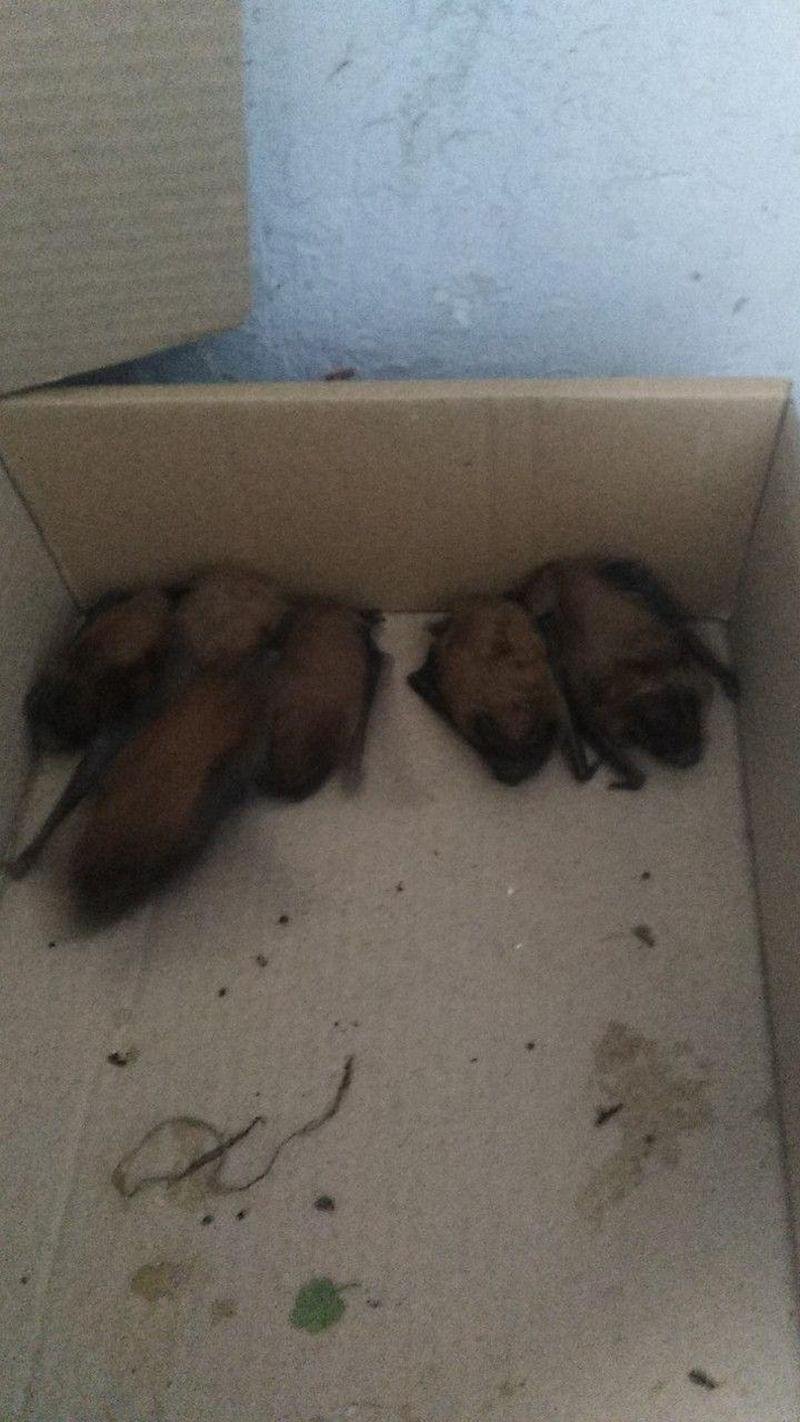 От заявления "бэтменята" отказались. Претензий к людям не имеют