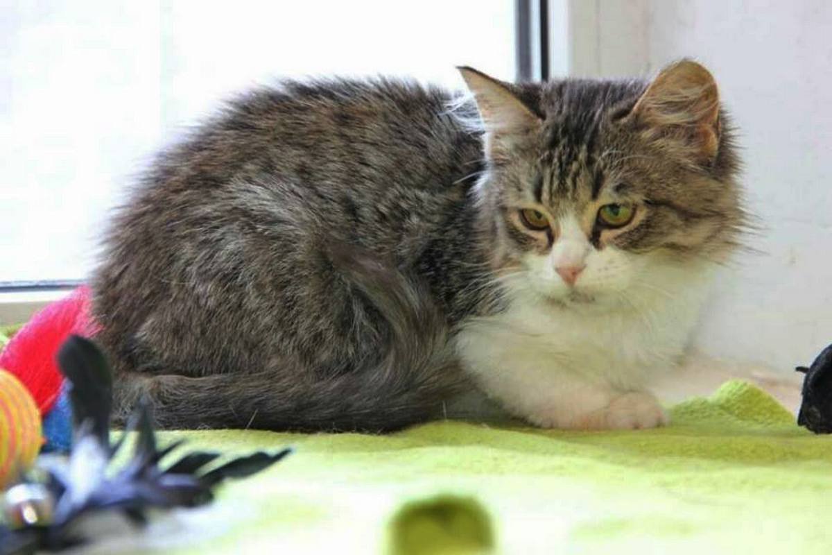 Пушистый комочек готов замурчать вас до смерти