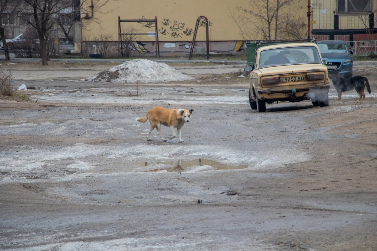 Даже собаки в шоке