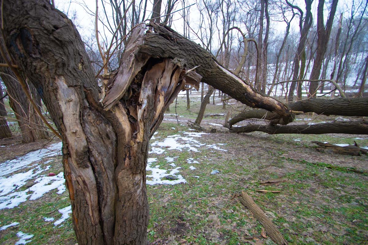 Бесхозное дерево Бесхозное дерево