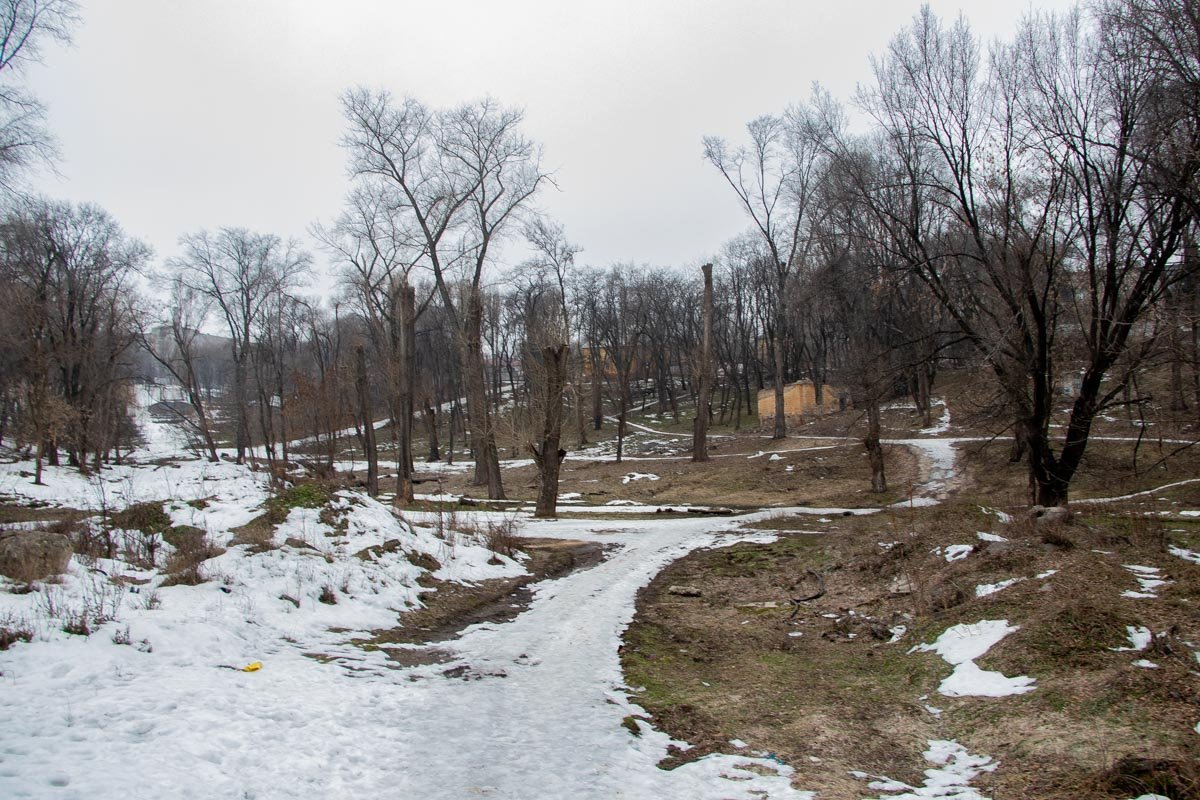 Кто-то обрезал деревья Кто-то обрезал деревья