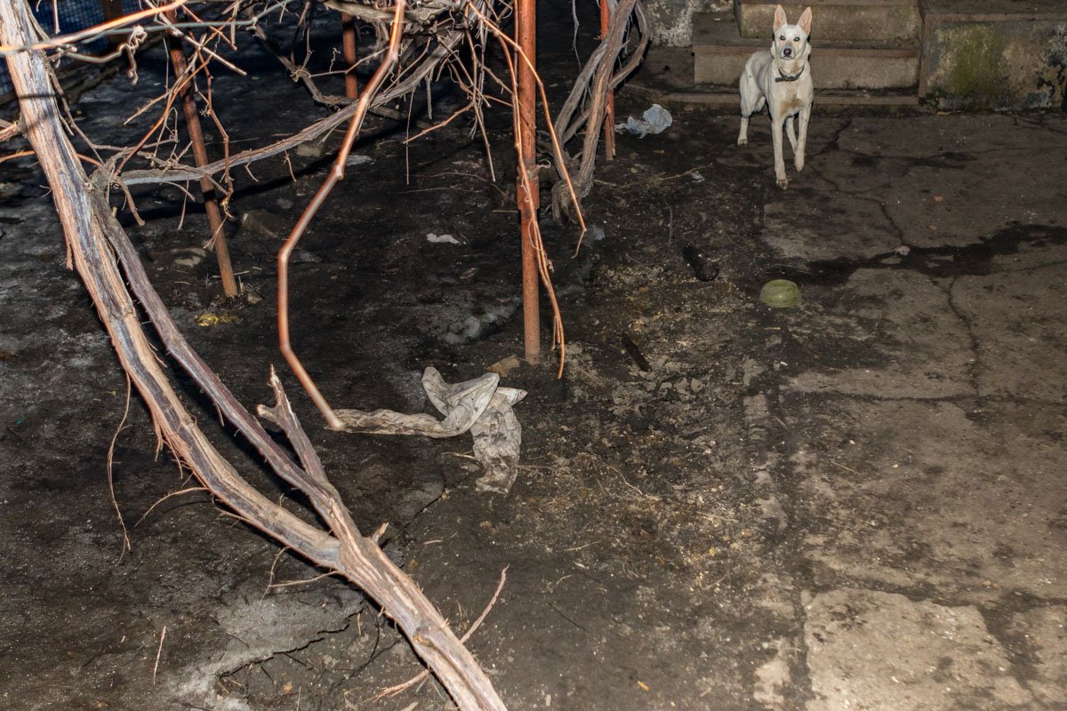 Даже собачка в шоке