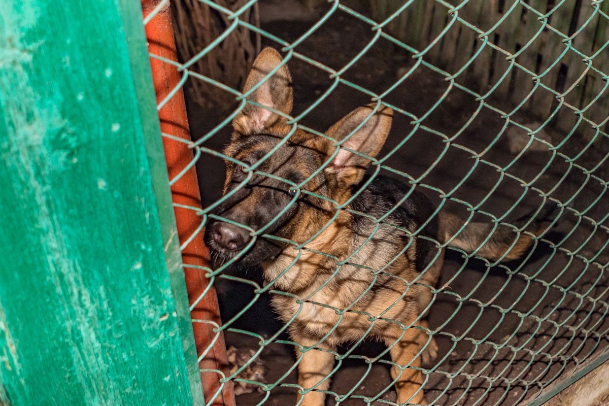 Ее будку подтапливает