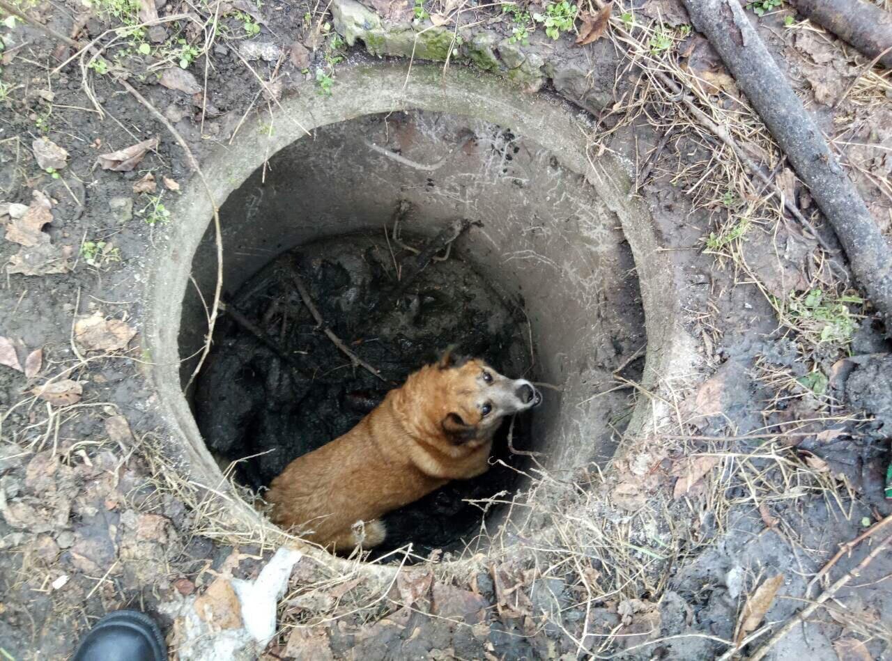 Надеемся, впредь желания совать свой мокрый нос куда не стоит у него не возникнет
