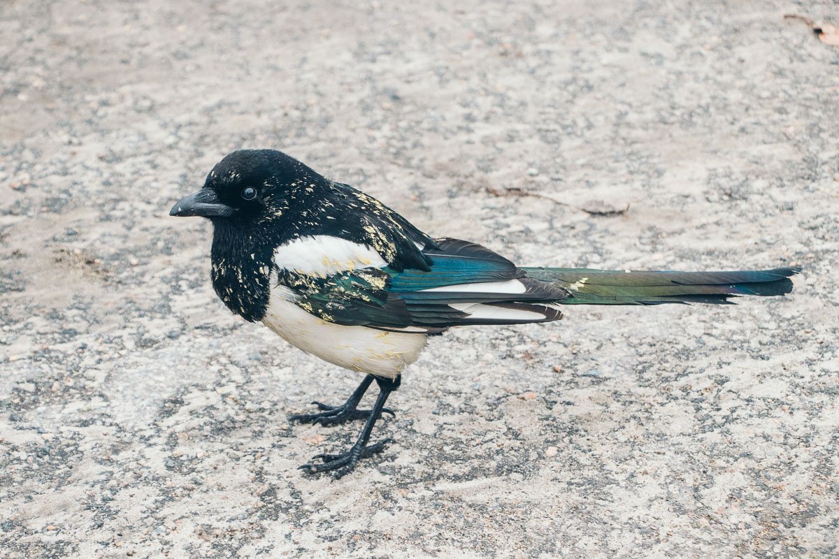 За происходящим следила птичка За происходящим следила птичка