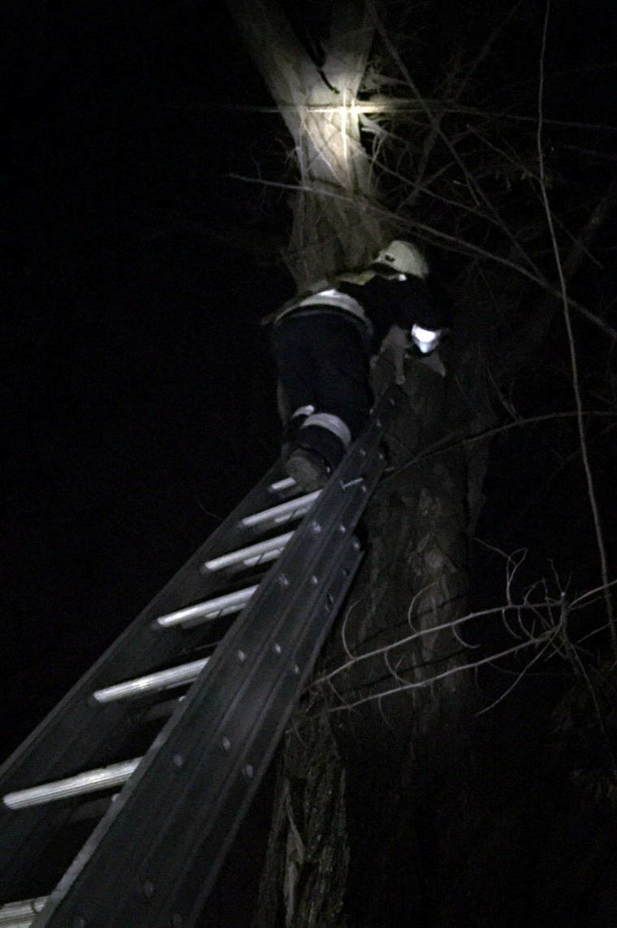 Надеемся, впредь желания лазить по деревьям у кота не возникнет