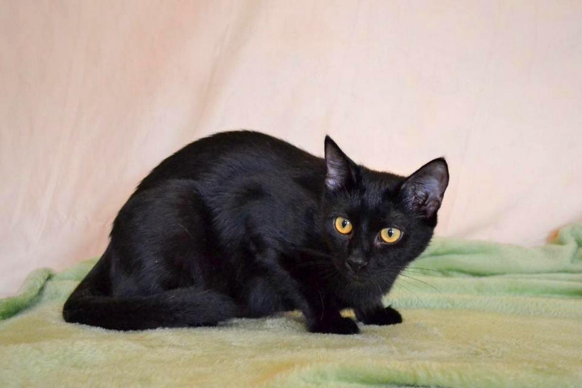 Пушистый комочек готов замурчать вас до смерти