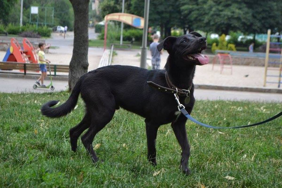 Счастье на четырех лапах