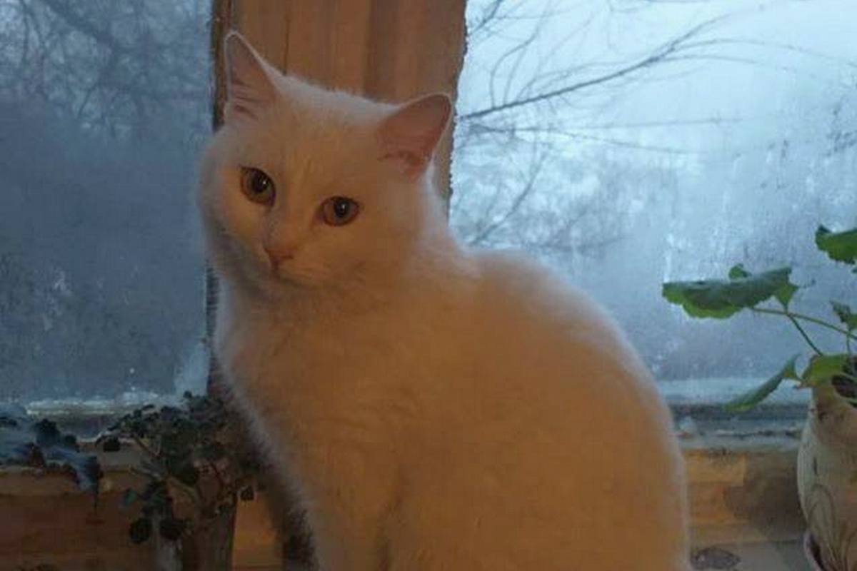 Готова днями напролет мурчать у вас на ручках 