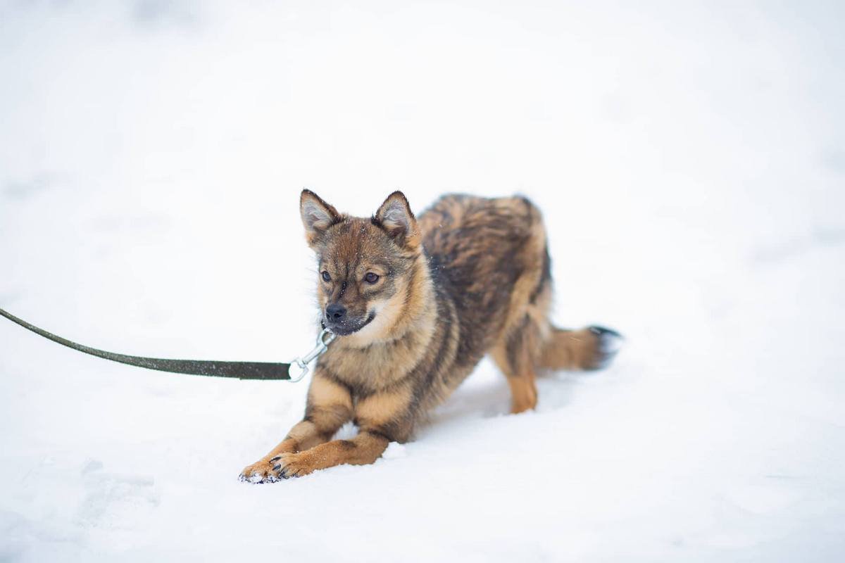 Маленький милый волчонок 