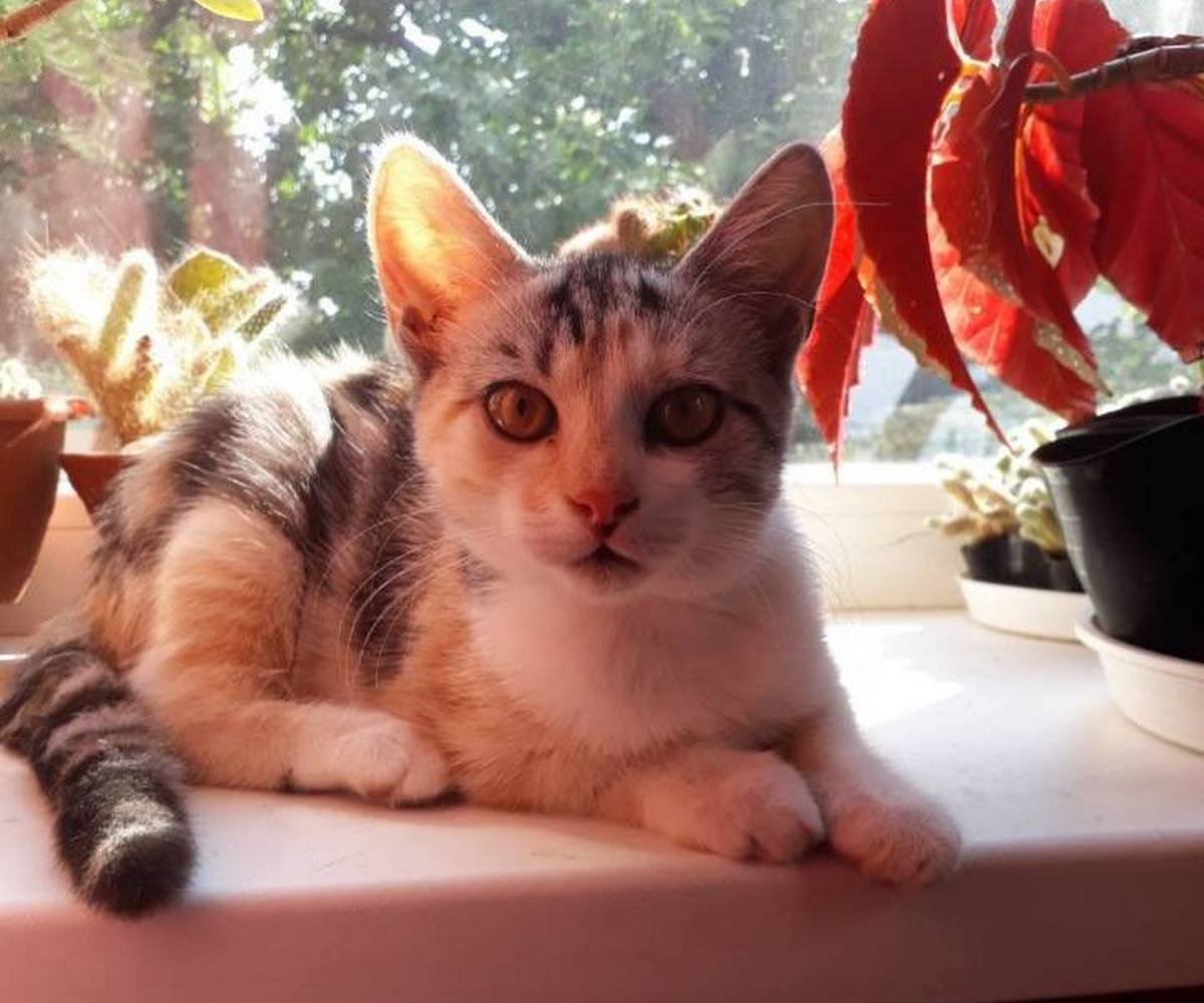 Пс, парень, забери меня к себе!