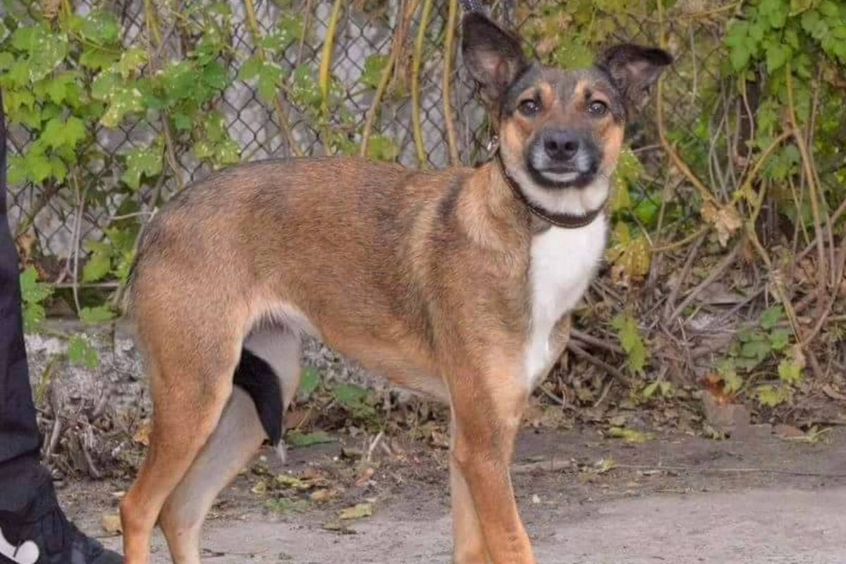 Клубочек позитива ждет, когда вы заберете ее в семью