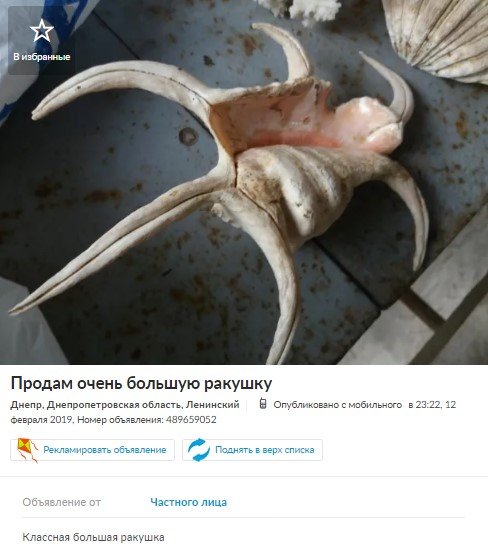 Очень большая ракушка