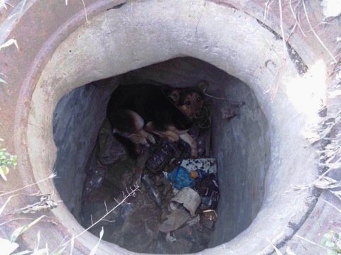 Песика спасали 5 сотрудников ГСЧС