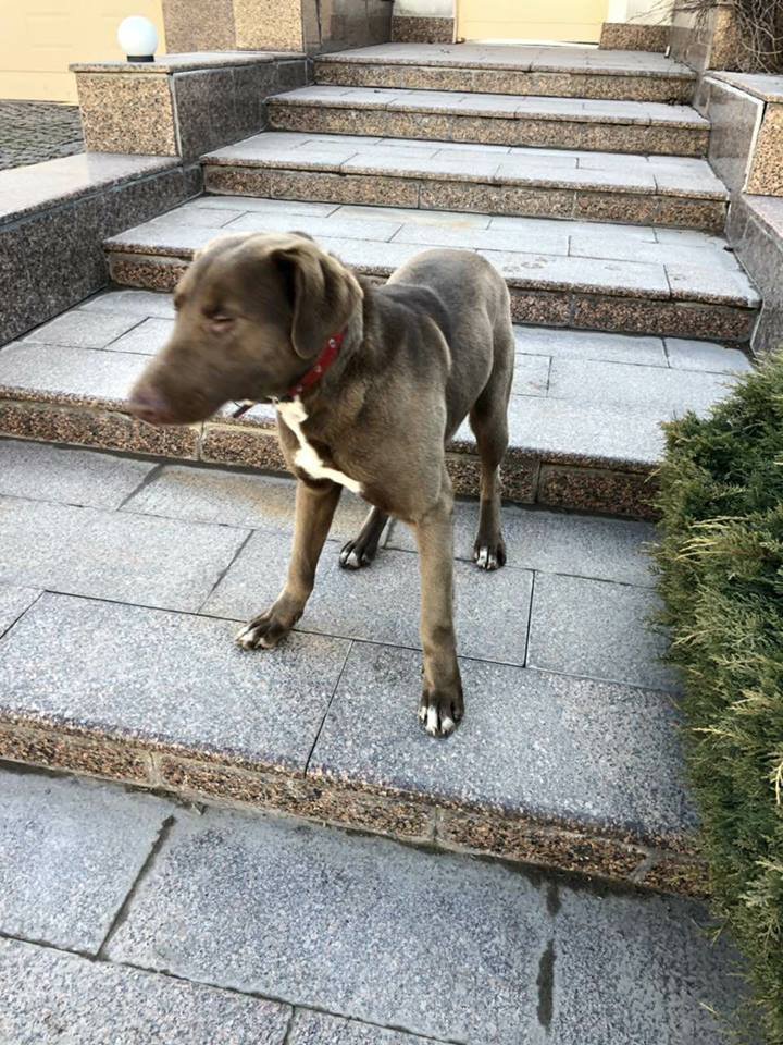 Собака-потеряка