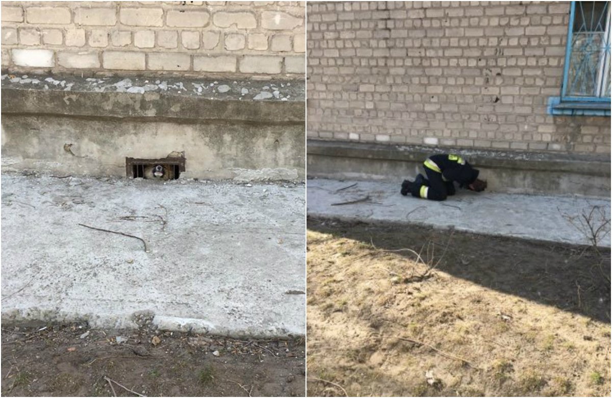 Надеемся, собакен впредь будет оценивать свои масштабы перед тем, как лезть в подобные места