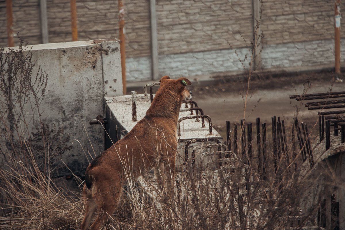 Даже пес негодует 