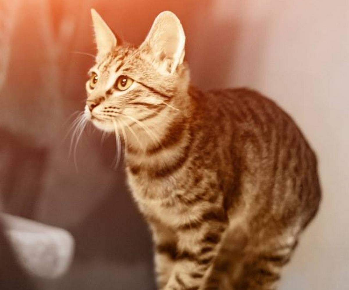 Пушистый комочек готов замурчать вас до смерти Пушистый комочек готов замурчать вас до смерти